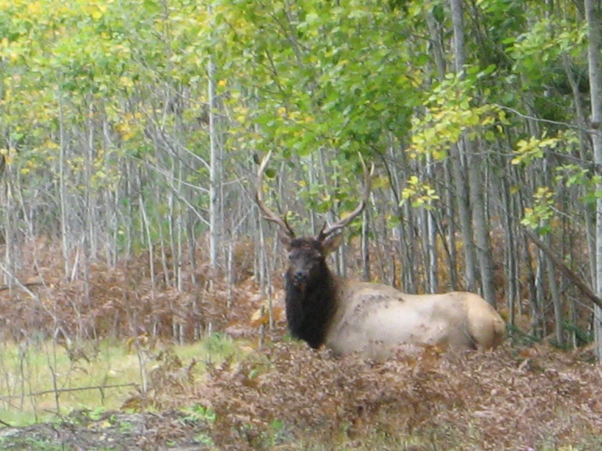 Elk at Greenwood Foundation
